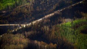 Canada primed for more severe wildfire days, driven by dry forest fuel: Study